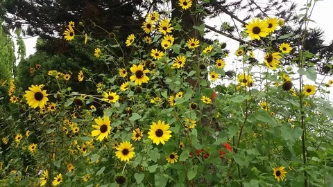 Sunflowers Garden Stock Footage 108536098
