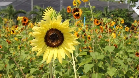 Sunflowers In the garden Stock Footage 221557759