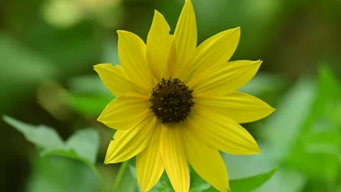Sunflowers in the garden. Stock Footage 313717453