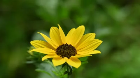 Sunflowers in the garden. Stock Footage 313717590