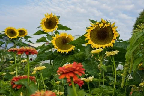 Sunflowers in garden with front view of small red flowers happy summer mood Stock Photos