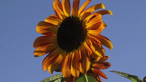 Sunflowers in the garden, late summer afternoon Stock Footage