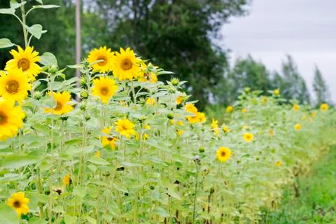 Sunflowers in the garden Foto stock