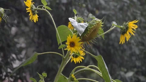 Sunflowers in the garden in the rain. Stock Footage 115916835