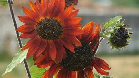 Sunflowers In a Garden in the Wind Stock Footage