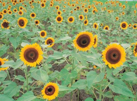 Sunflowers on ground Stock Photos