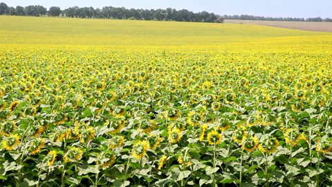 Sunflowers grow in field with sparse forest belts at sunlight Video stock 280853724