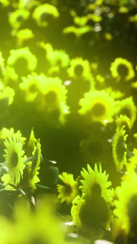 Sunflowers grow in a field under bright sunlight during summer months Stock Footage 336397283