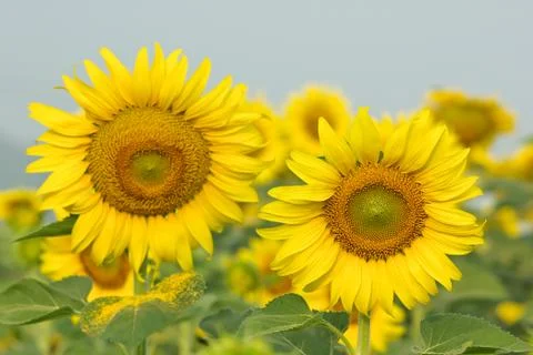 Sunflowers to grow Foto stock