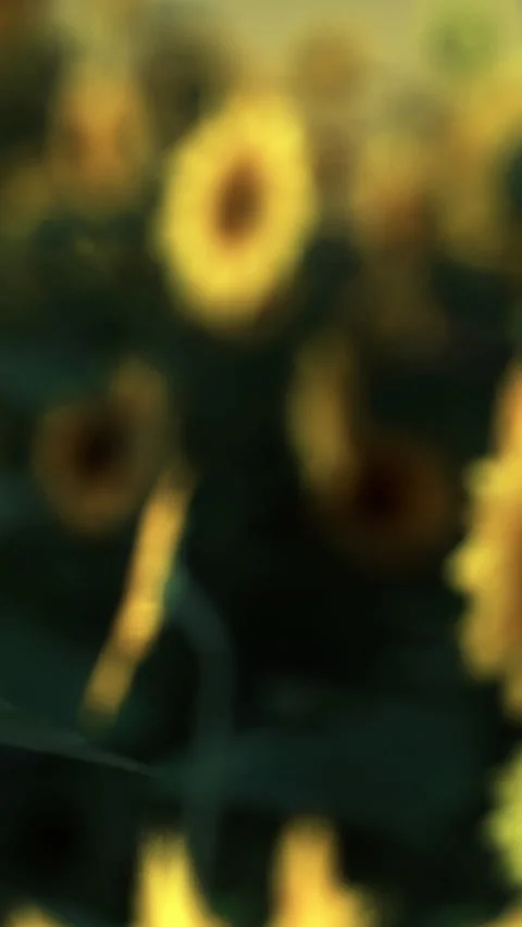 Sunflowers grow under sunlight in a field during summer season Stock Footage 334106704