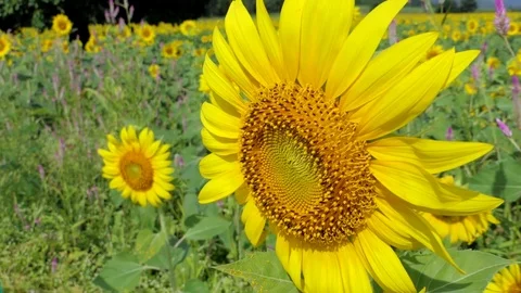 Sunflowers growing in field at summer. Vídeos de archivo 83348608
