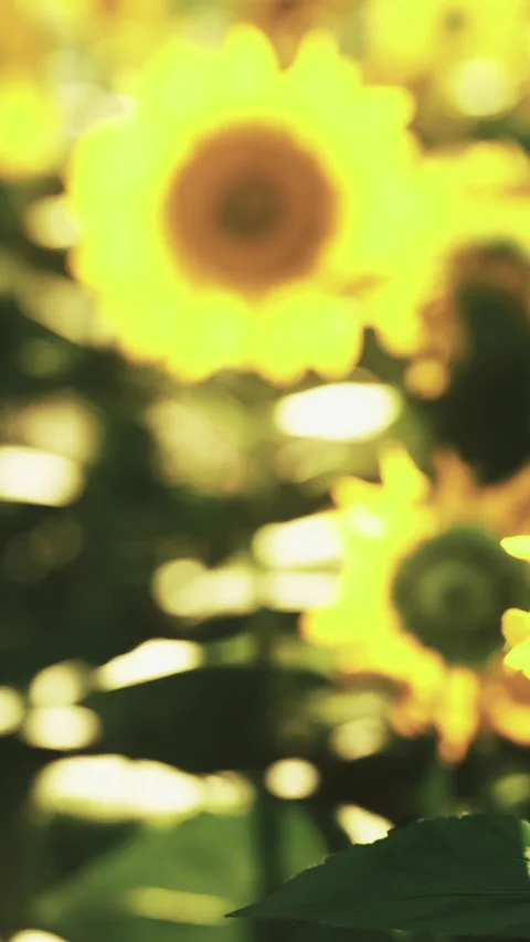 Sunflowers growing in a field under bright sunlight during summer season Stock Footage 332234059