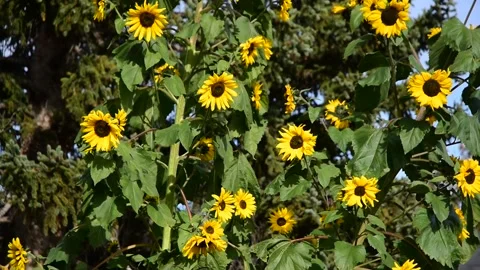 Sunflowers growing in forest Stock Footage 171249011
