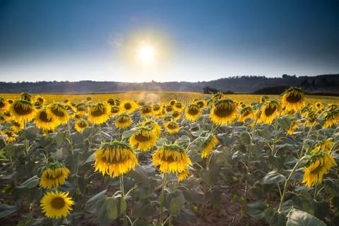 Sunflowers growing Stock Photos