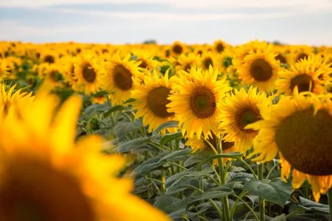 Sunflowers growing in rows Stock Photos