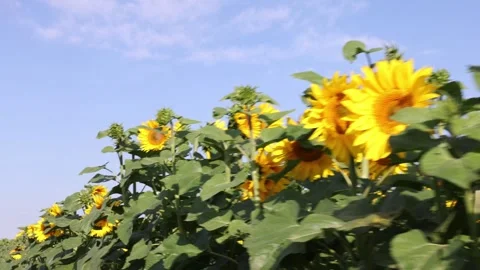 Sunflowers growing under blue sky, closeup view of tall green stalks and yellow 動画素材 313482011