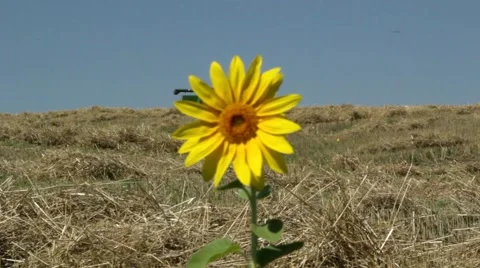 Sunflowers growing in wheat Stock Footage 52538101