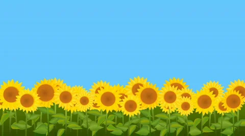 Sunflowers - HD, loop 動画素材 277282