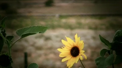 Sunflowers HDF35-28,29  Stock Footage 768806