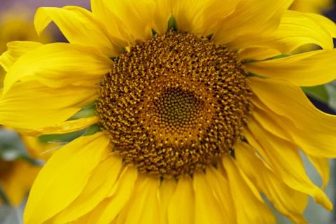 Sunflower's head Stock Photos