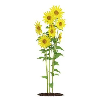Sunflowers (Helianthus) 3D Model