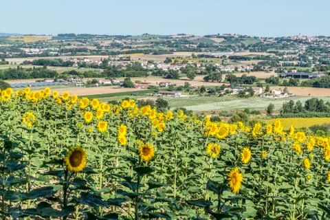 Sunflowers Hill Foto stock