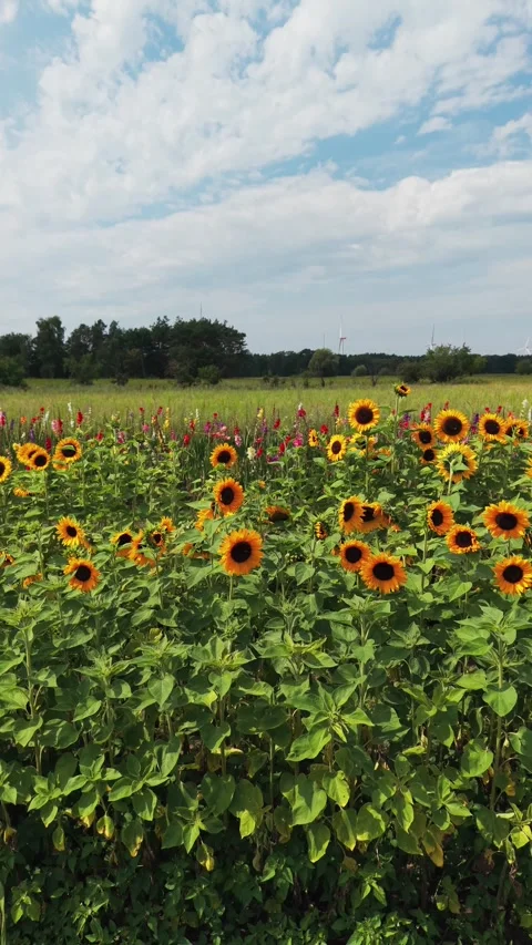 Sunflowers horizontal pan with sky and windmills Stock Footage 341864397