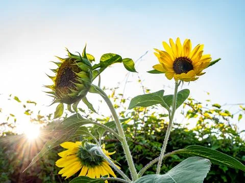 Sunflowers illuminated by sun rays in the backlight Stock Photos
