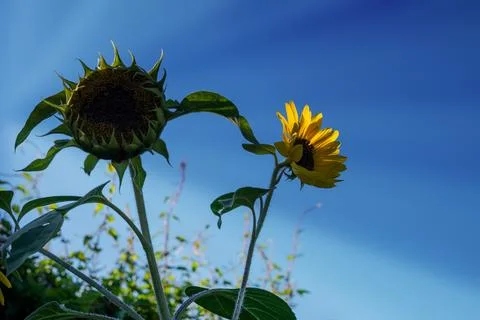 Sunflowers illuminated by sun rays in the backlight Stock Photos