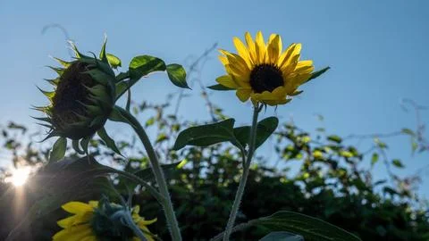 Sunflowers illuminated by sun rays in the backlight Stock Photos