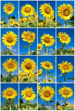 Sunflowers Stock Illustration