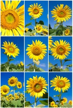 Sunflowers Stock Illustration