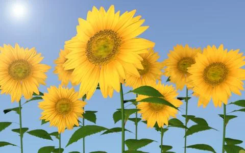 Sunflowers Stock Illustration