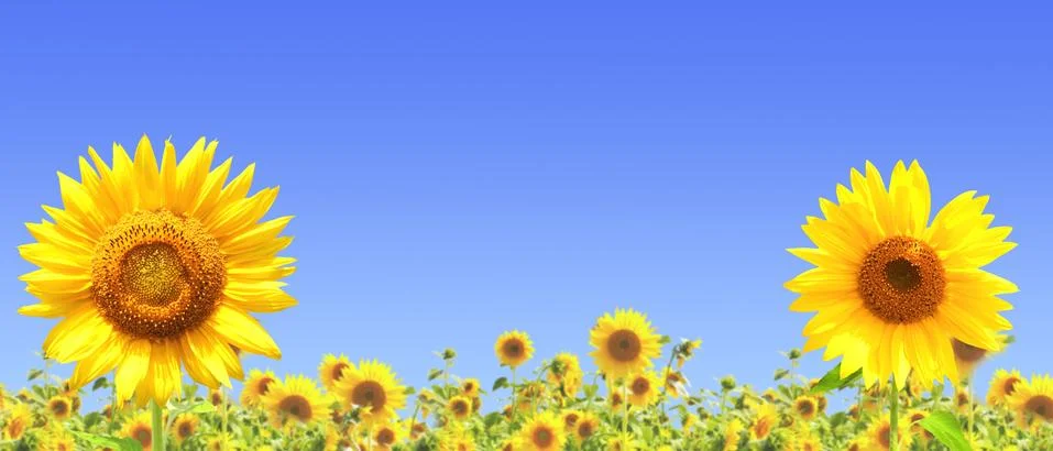 Sunflowers Illustrazione stock