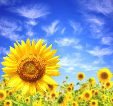 Sunflowers Stock Illustration