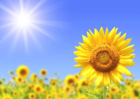 Sunflowers Stock Illustration