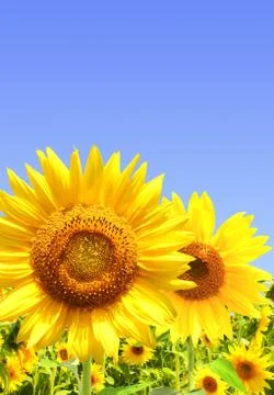 Sunflowers Stock Illustration