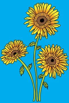Sunflowers Stock Illustration