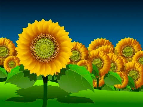 Sunflowers Stock Illustration