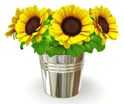 Sunflowers Stock Illustration