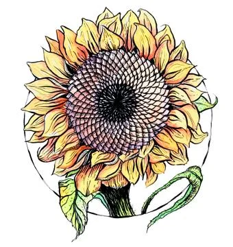 Sunflowers Illustrazione stock