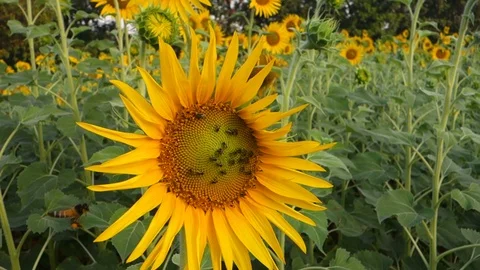 Sunflowers in India Stock Footage 87732099