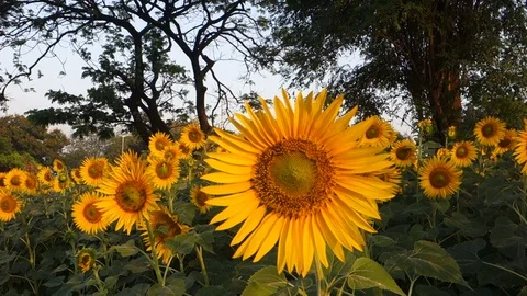 Sunflowers in India Stock Footage 87732182