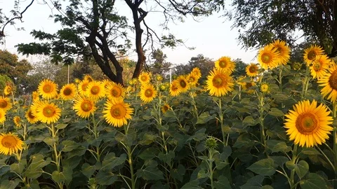 Sunflowers in India Stock Footage 87732224