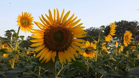 Sunflowers in India Stock Footage 87732311