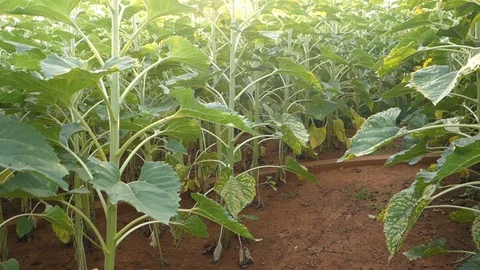 Sunflowers in India Stock Footage 87732560