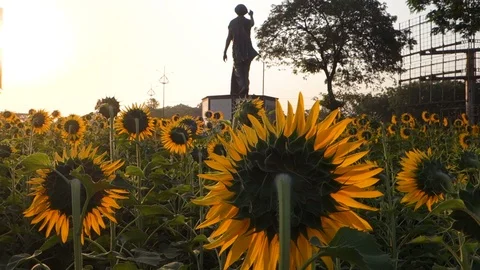 Sunflowers in India Stock Footage 87732585