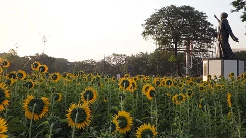 Sunflowers in India Stock Footage 87732783