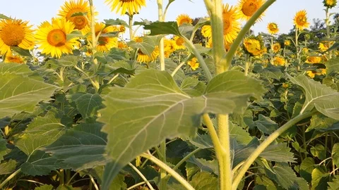 Sunflowers in India Stock Footage 87732861