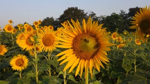 Sunflowers in India Stock Footage 87732907